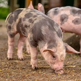 Imagen Cerdo