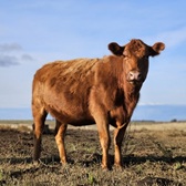 Imagen Vaca